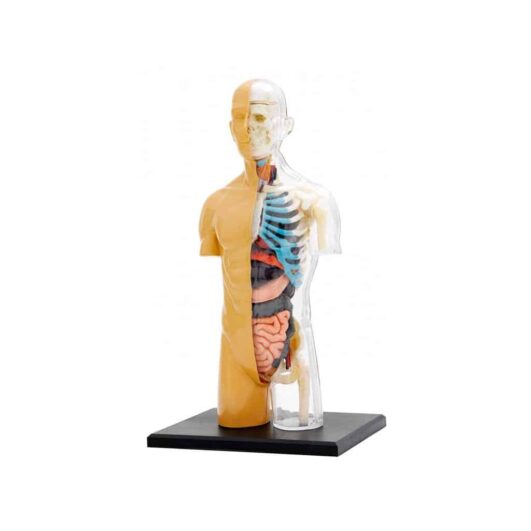 Model ľudského tela-Oma & Luj